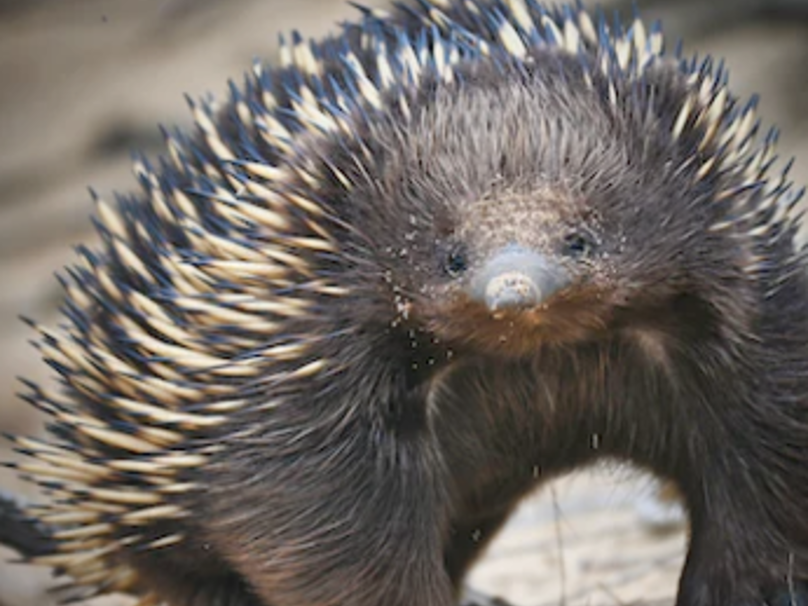 Wildlife Emergency | Kanyana Wildlife Centre