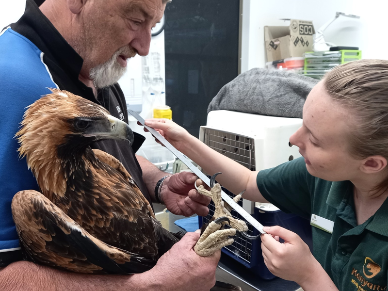 Wildlife Rehabilitation Services | Kanyana Wildlife Centre
