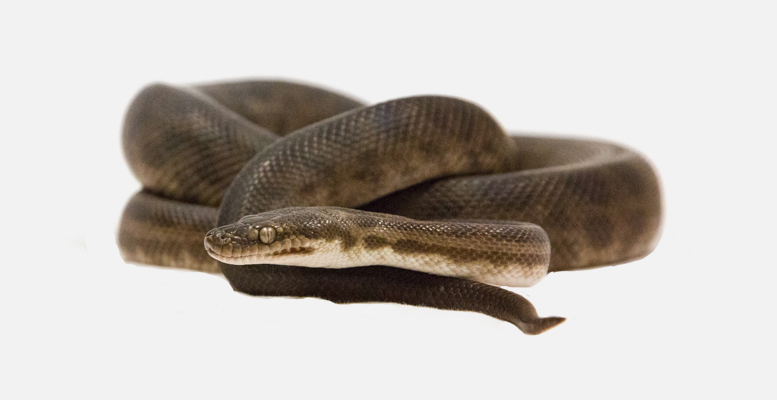 Kanyana Wildlife | Caring for sick, injured and orphaned wildlife.