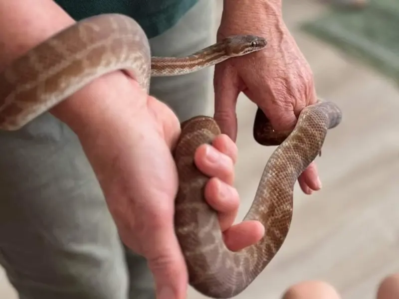 Stimson’s Python | Kanyana Wildlife Centre